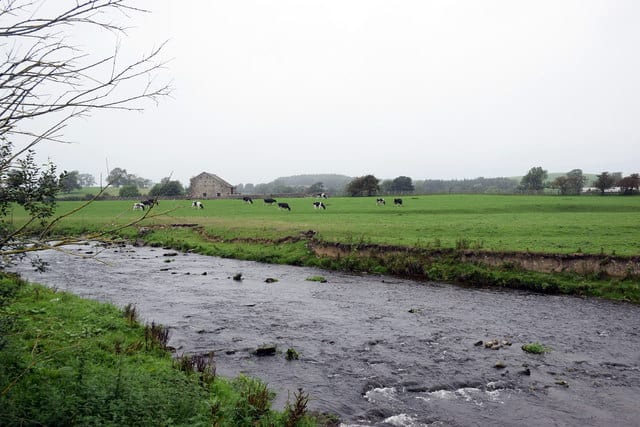 Cows grazing beside the River Aire