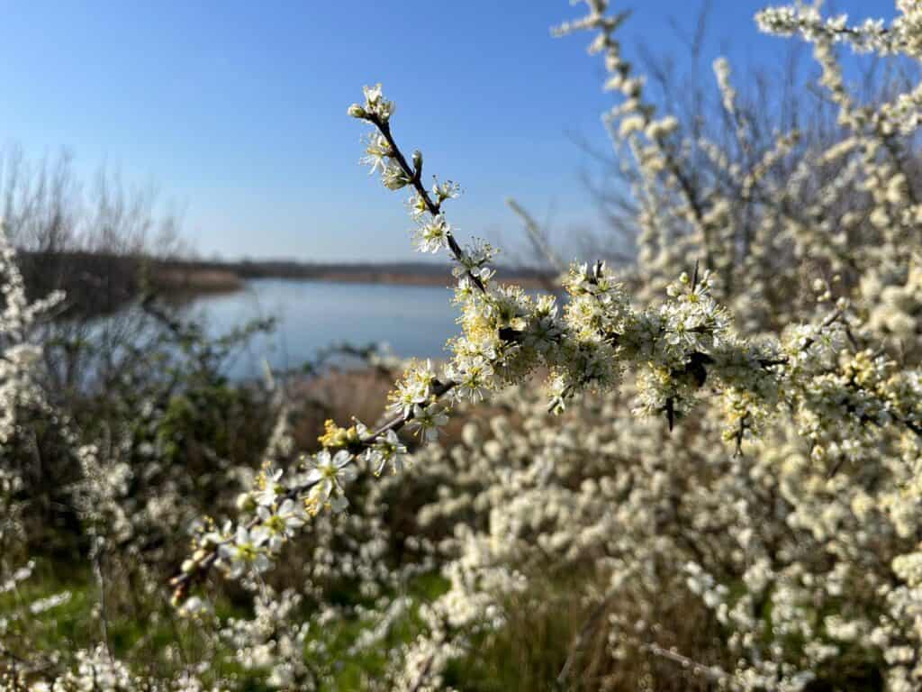 Blackthorn in flower with lake in the background