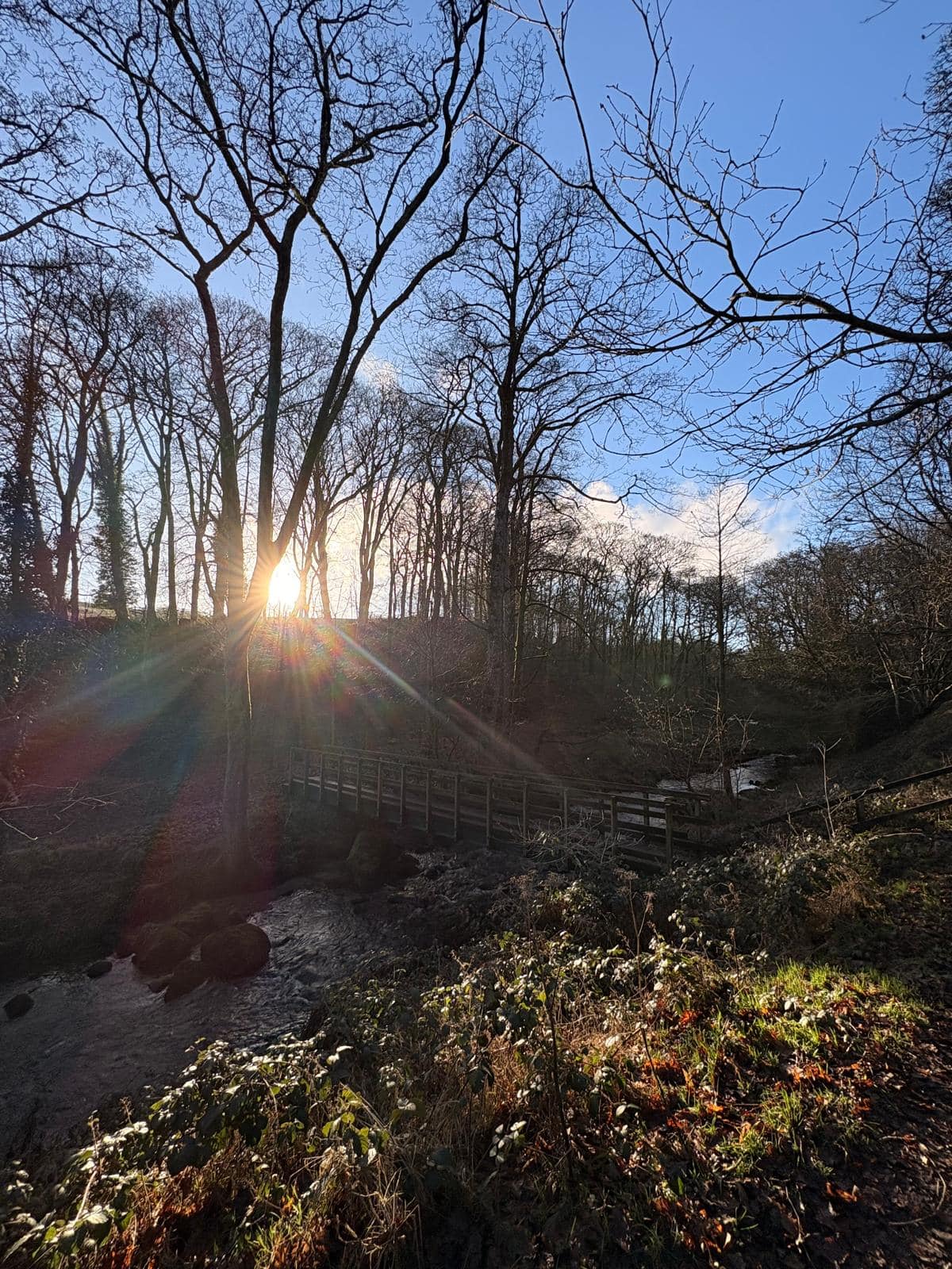 Sunlight filters through leafless trees over North Beck in early spring.