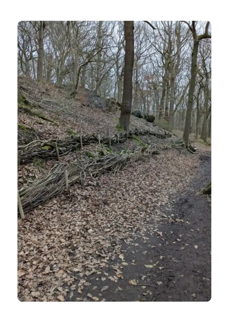 Brash lines along a sloping woodland area