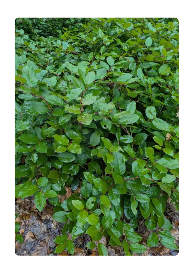Gaultheria shallon, an invasive non-native species of weed