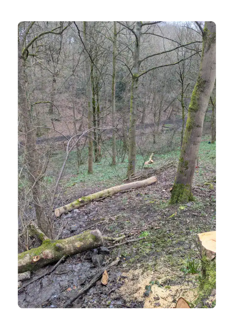 Logs laid adjacent to a beck to divert the flow