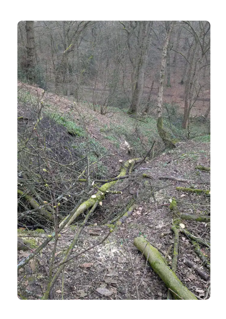 Logs and other woody debris laid in the stream