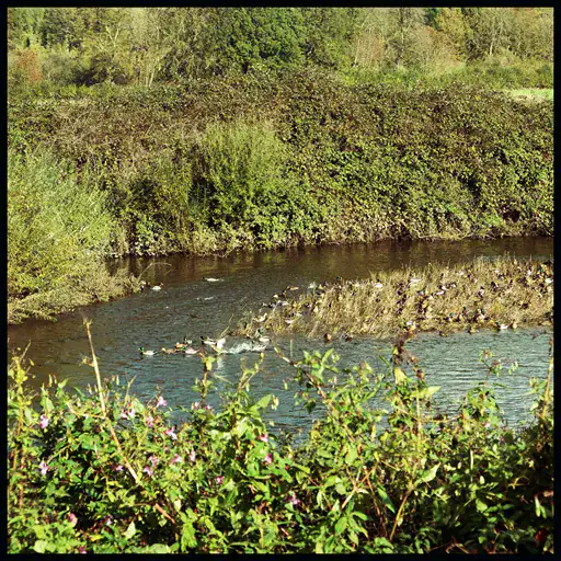 River Aire showing mid-stream island
