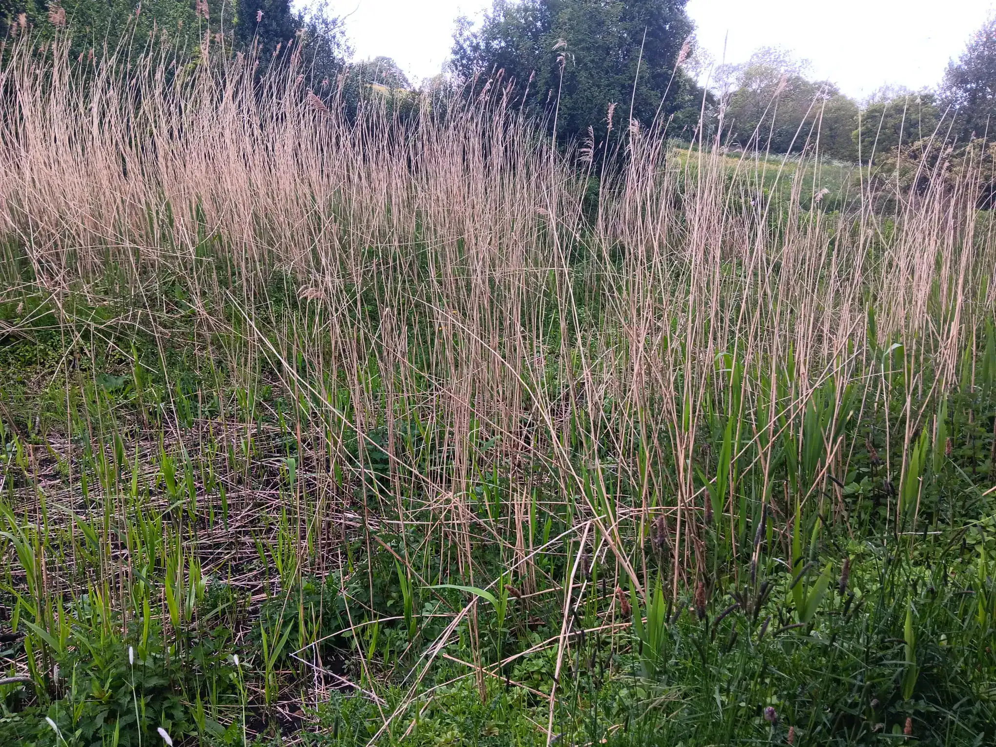 Wetland habitat with tall grasses and trees in the background.