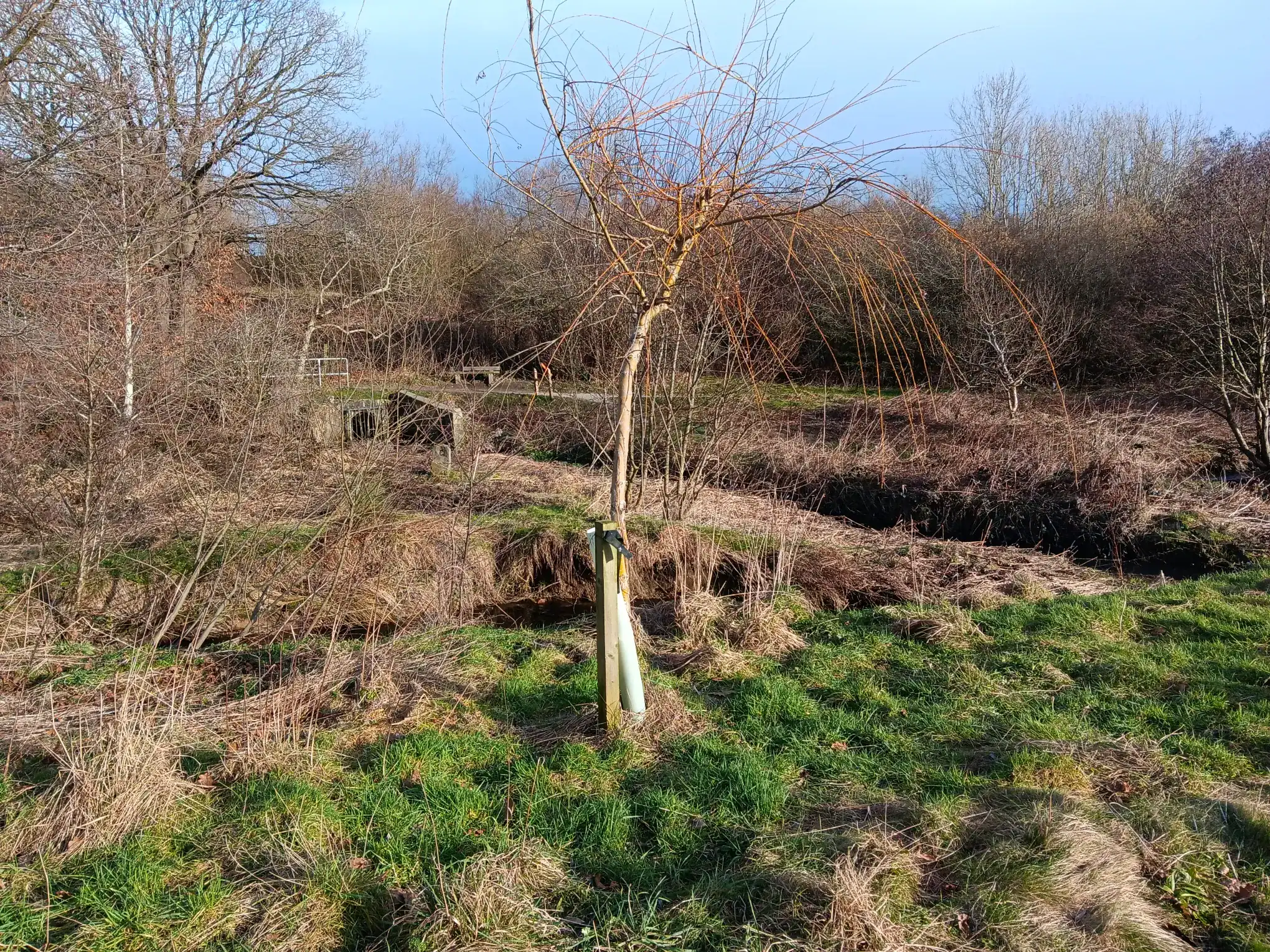 Pitty Beck meandering through a filed due for tree planting