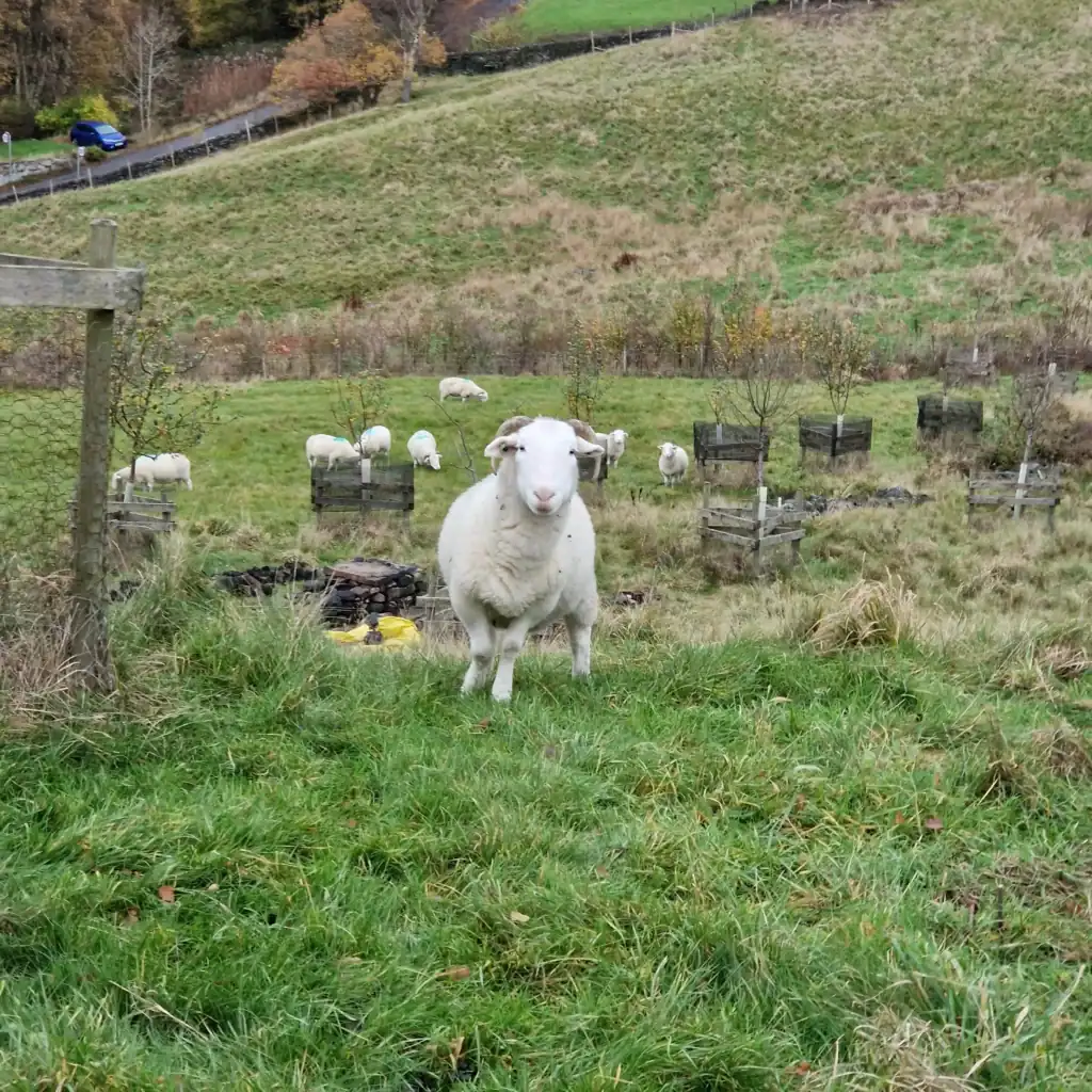 A sheep standing in a green field with other sheep and wooden structures in the background.