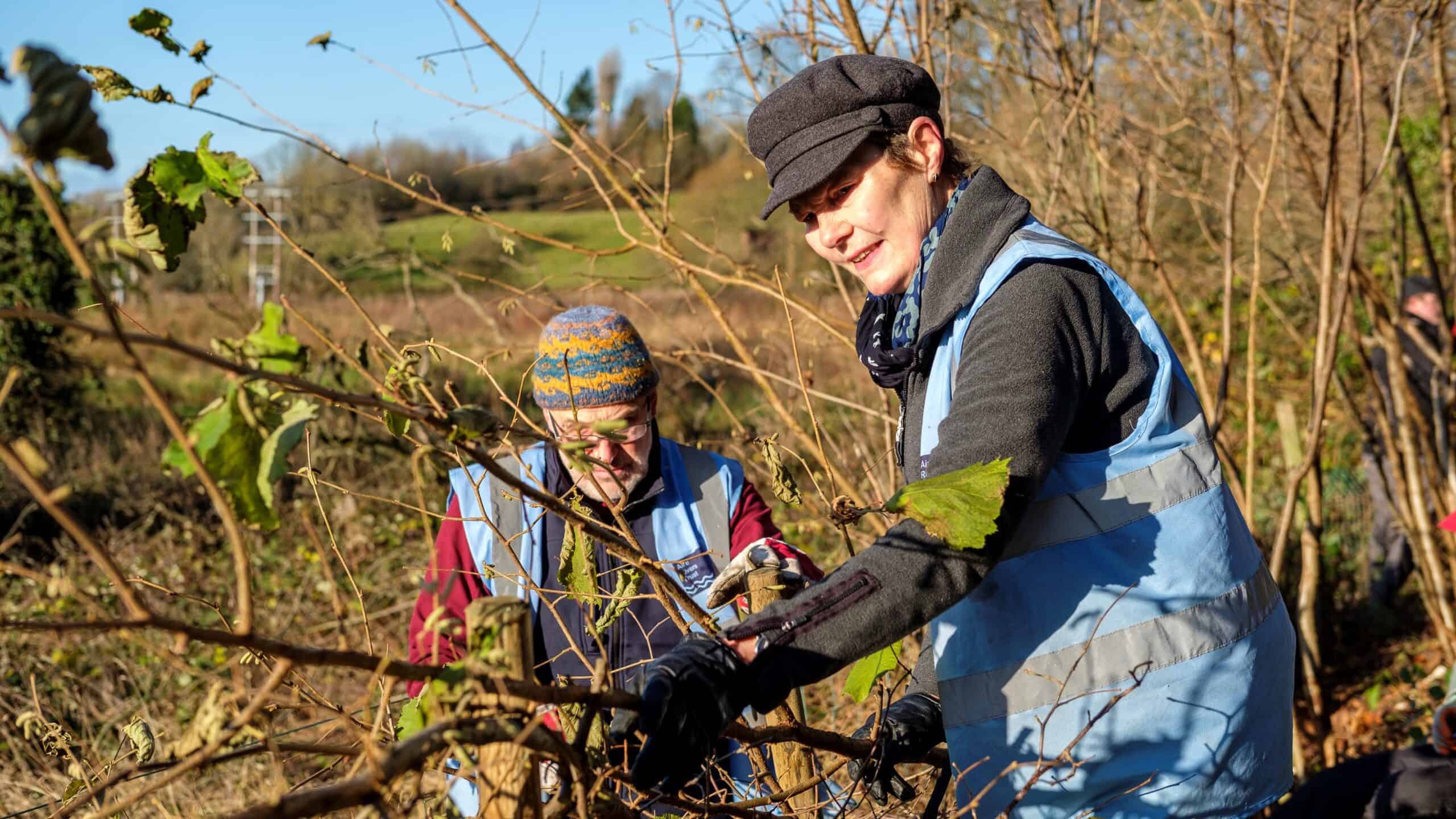Two volunteers laying a hedge